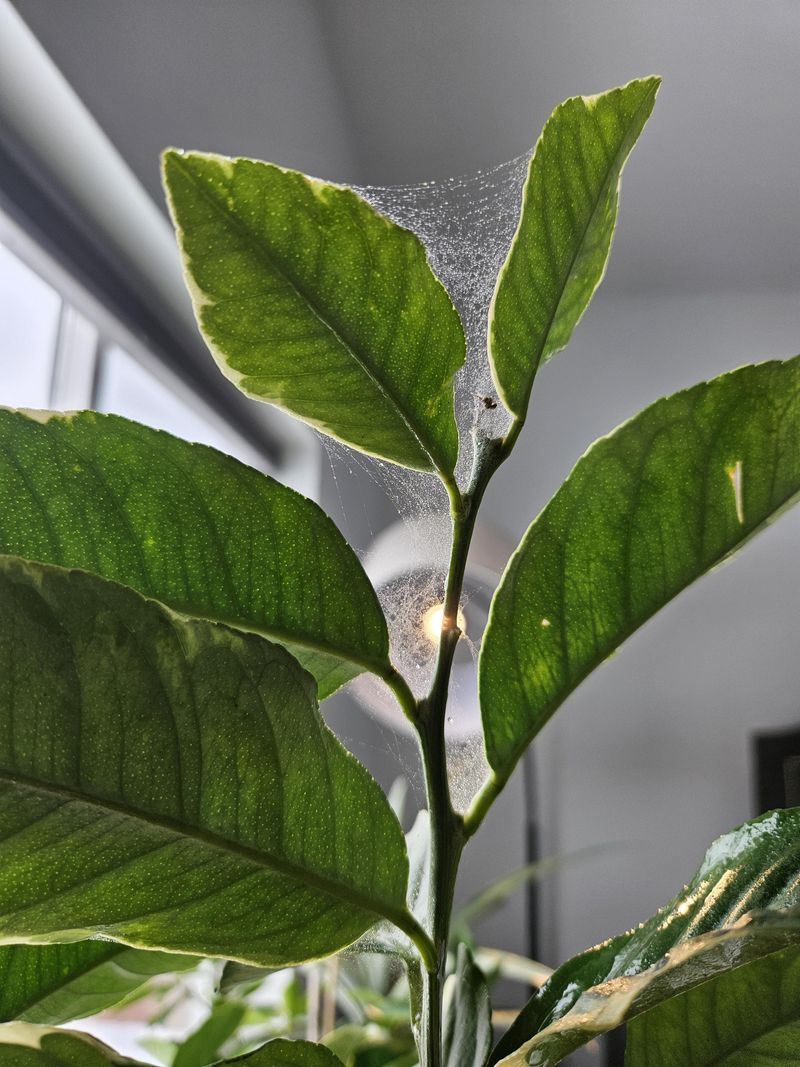 Mite Populations Often Spike After Heat