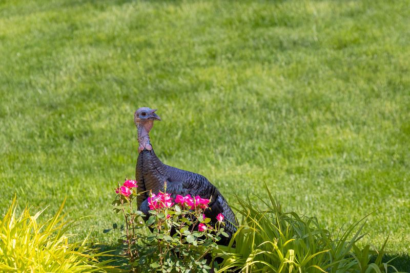 Mixed Woods And Open Fields Make Ideal Turkey Country Mixed Woods And Open Fields Make Ideal Turkey Country