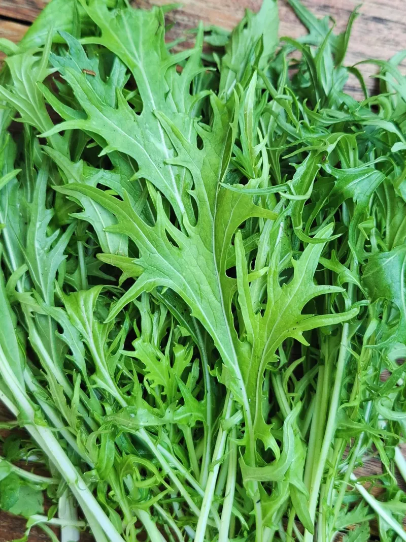 Mizuna For Feathery Asian Greens Mizuna For Feathery Asian Greens