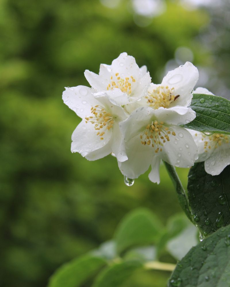 Mock Orange Mock Orange