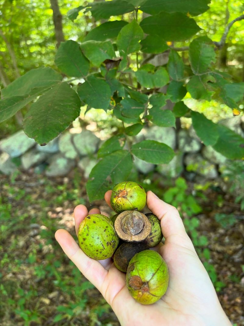 Mockernut Hickory For A Tough, Long-Lived Tree