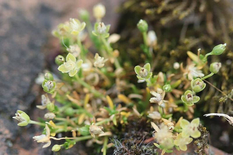 Moist Compacted Soil Invites This Weed