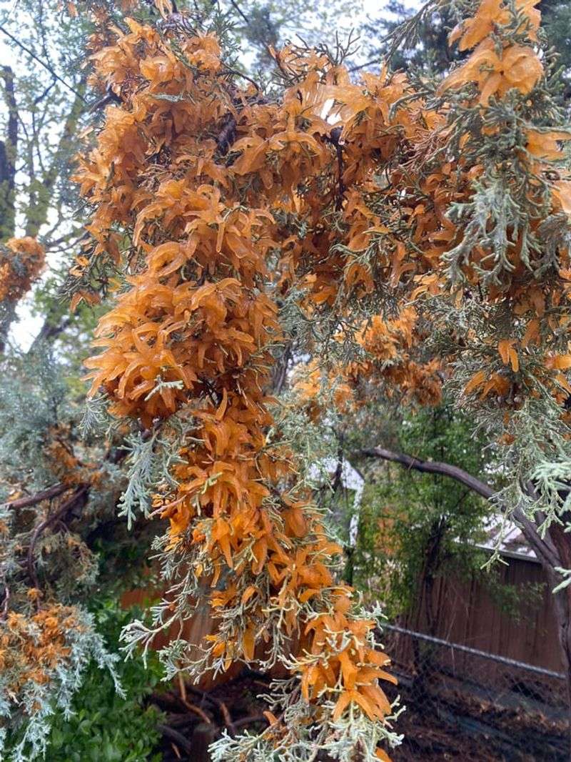 Moist Fall Weather Can Favor Fungal Issues Moist Fall Weather Can Favor Fungal Issues