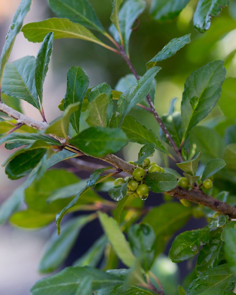 Moist Ground Gives This Native Shrub A Good Home