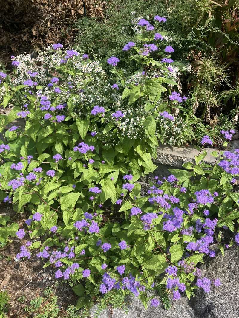 Moist Soil Keeps It Blooming Longer