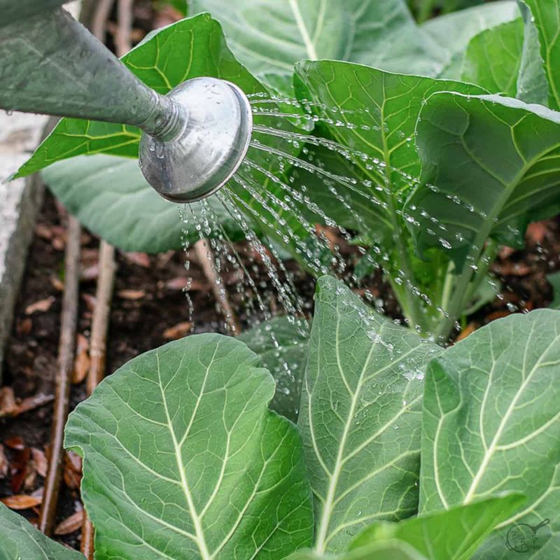 Moisture Helps Plants Use Nutrients