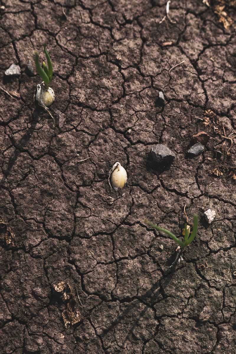 Moisture Levels In Late Fall Can Cause Seed Rot Before Sprouting