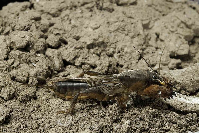 Mole Crickets Tunneling Under Your Feet