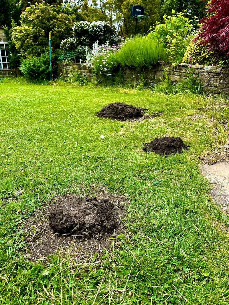 Moles Digging For A Snack Moles Digging For A Snack