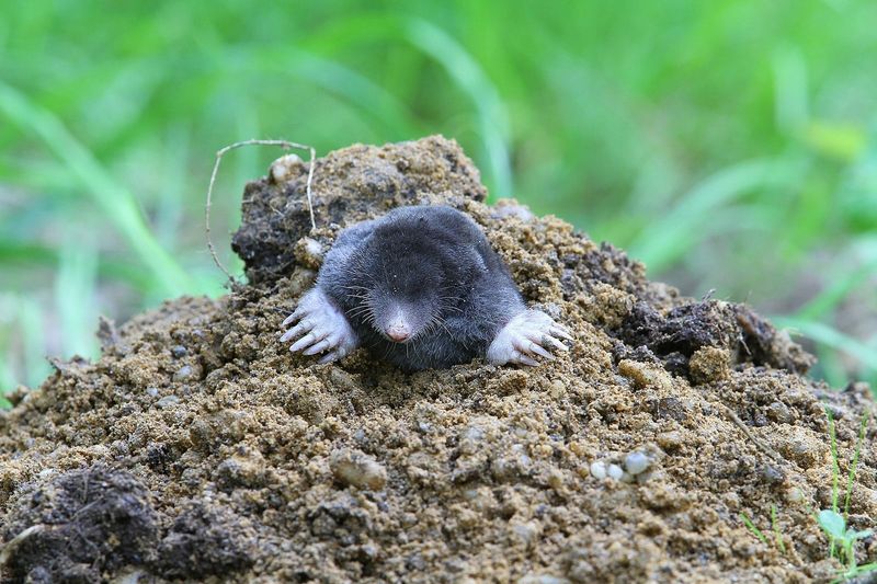 Moles Tunneling For Worms