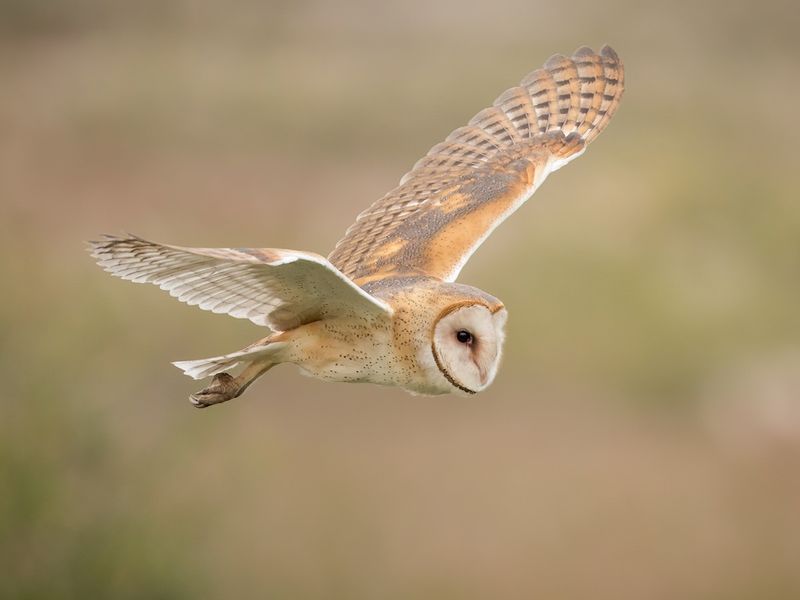 Molt Reduces Flight Power And Activity Molt Reduces Flight Power And Activity