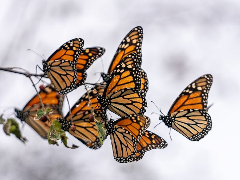 Monarch Butterflies Passing Through Texas Monarch Butterflies Passing Through Texas