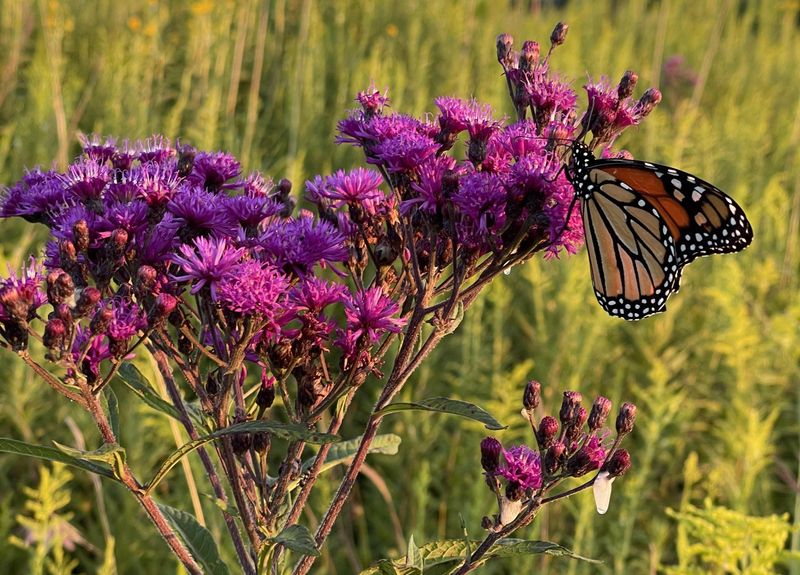 Monarchs And Bees Rely On It Late Monarchs And Bees Rely On It Late