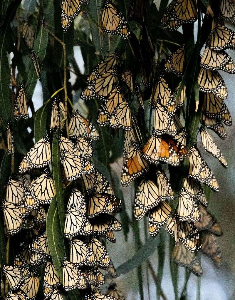 Monarchs Need Calm Protected Areas Monarchs Need Calm Protected Areas
