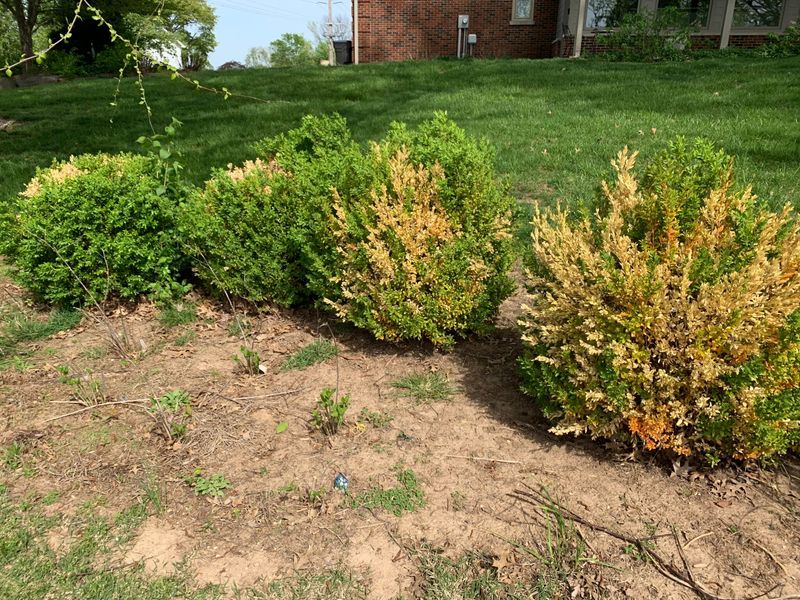 Monitor Boxwoods Again Before Winter Monitor Boxwoods Again Before Winter
