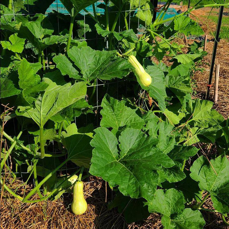 Monitor Squash Until The Season Ends