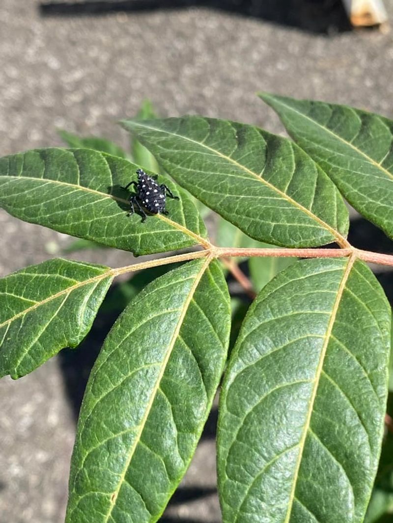 Monitor Tree Of Heaven And Other Preferred Hosts