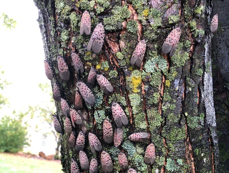 Monitor Trees After Removal Efforts