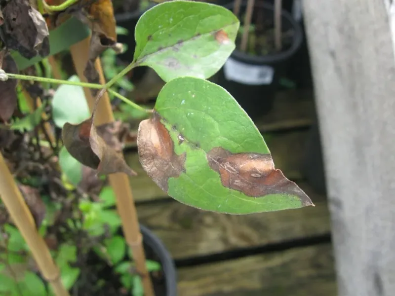 Monitor for Pests and Diseases on Your Arizona Clematis Monitor for Pests and Diseases on Your Arizona Clematis