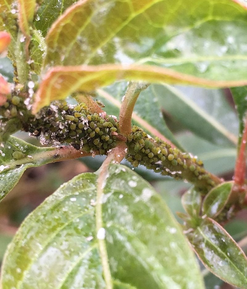 Monitor for Pests and Diseases