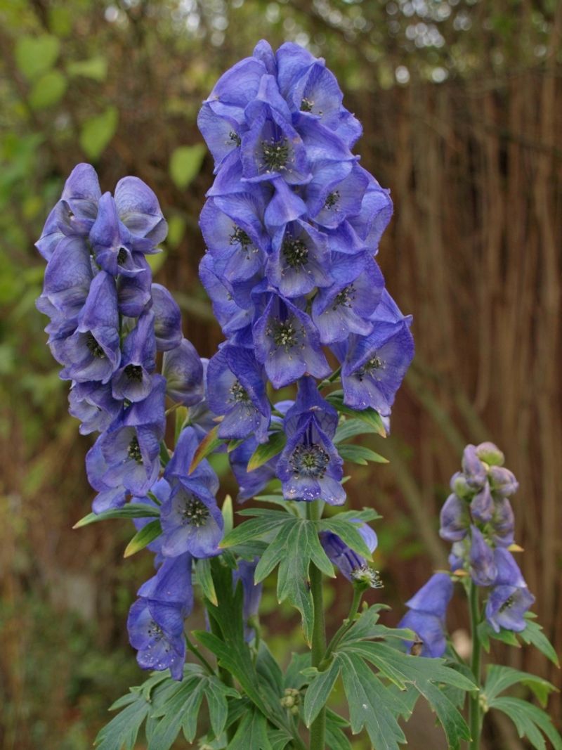 Monkshood (Aconitum carmichaelii) Monkshood (Aconitum carmichaelii)