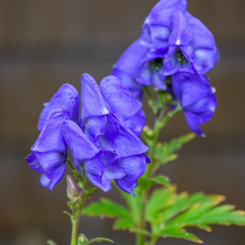 Monkshood Wears A Royal Blue Hood