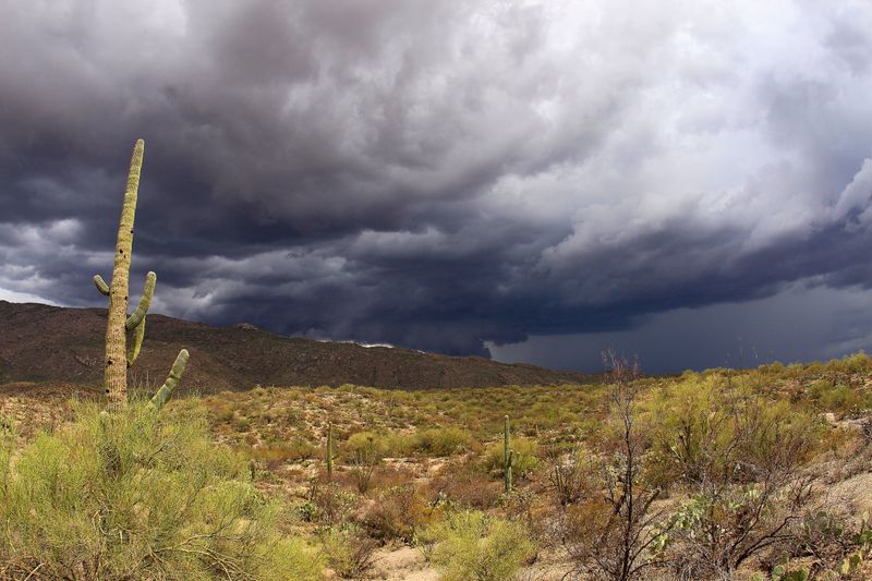 Monsoon activity does not establish a luna moth arrival