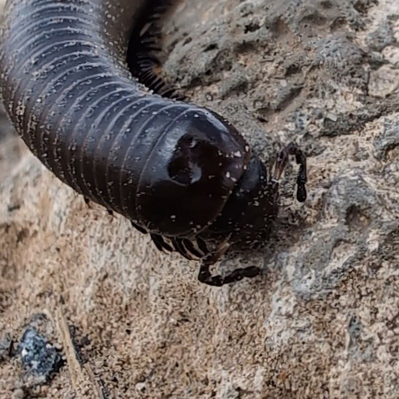 Monsoon rain can bring Arizona millipedes into view