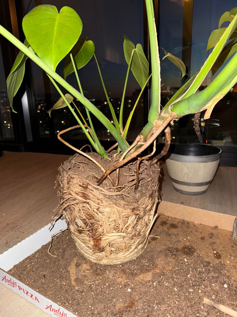 Monstera