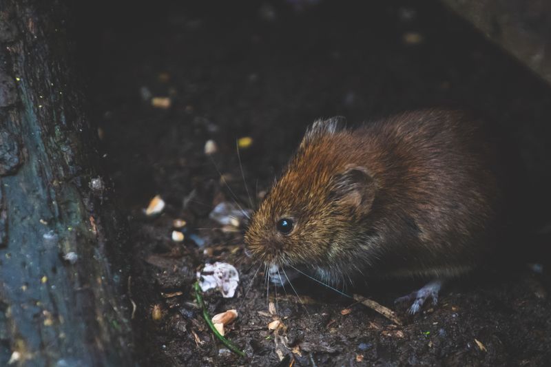 Montane Voles And Shrews Run The Underground Night Shift Montane Voles And Shrews Run The Underground Night Shift