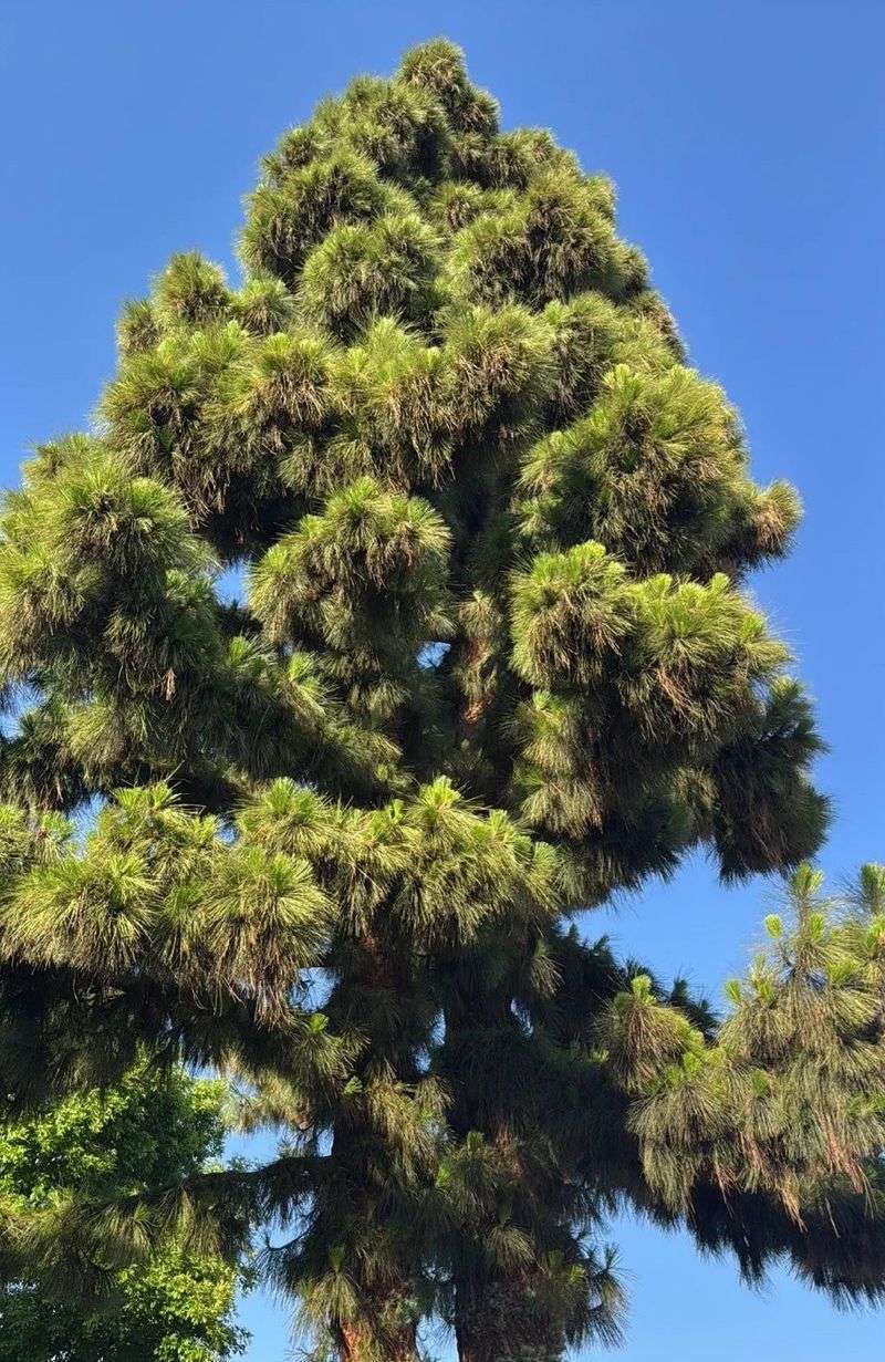 Monterey Pine