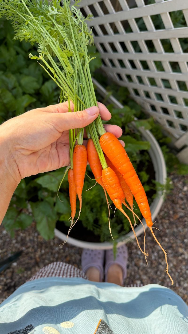 More Compost Is Not Always Better More Compost Is Not Always Better
