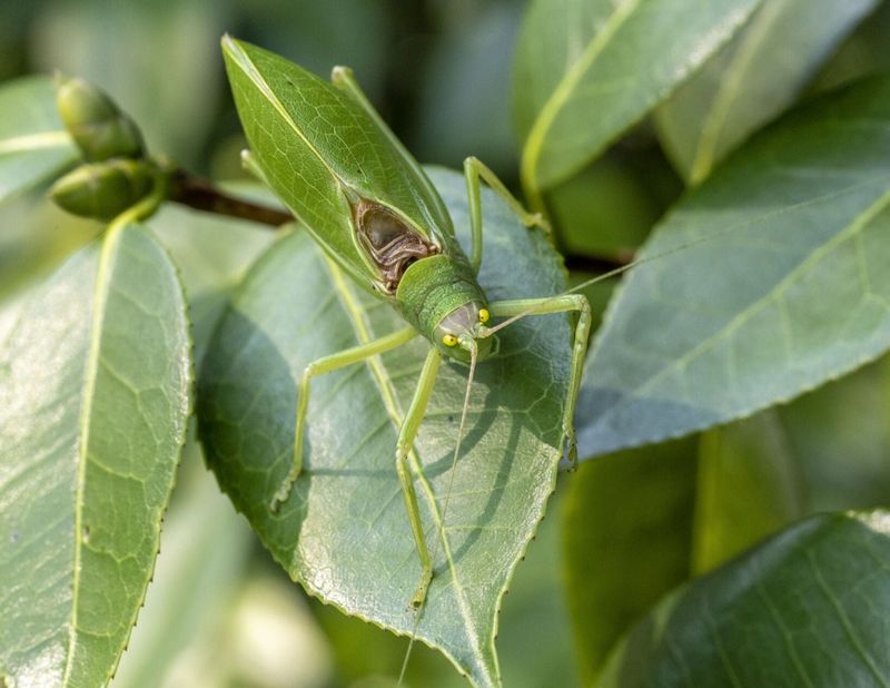 More Katydids Than Ever