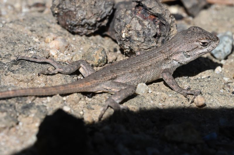 More Lizards From A Busy Breeding Season