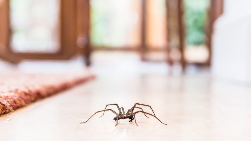 More Spiders May Mean More Insects Inside Too