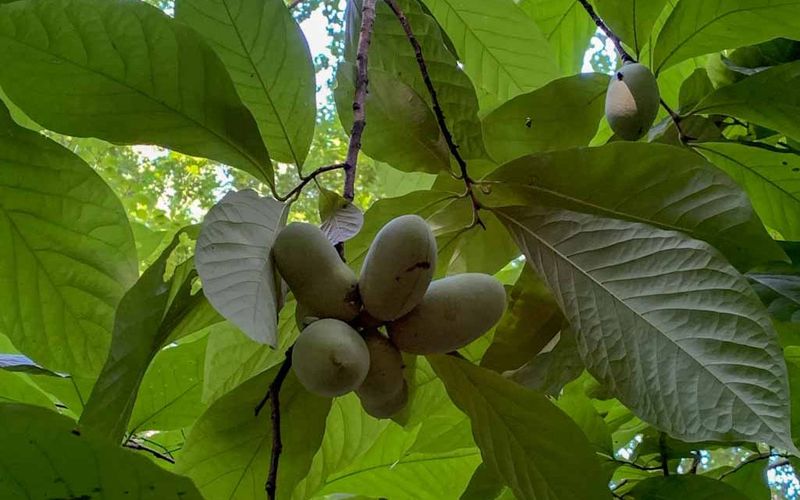 More Than A Snack, Pawpaw Supports Local Wildlife More Than A Snack, Pawpaw Supports Local Wildlife
