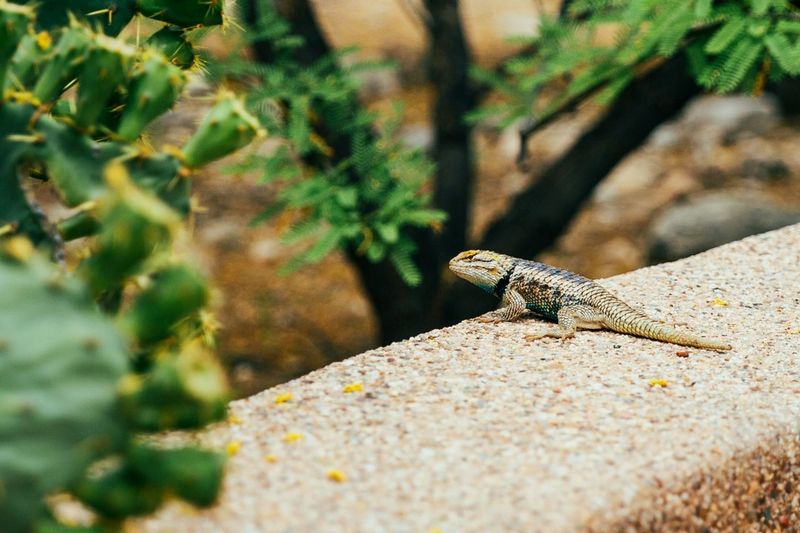 More sightings do not prove a population boom