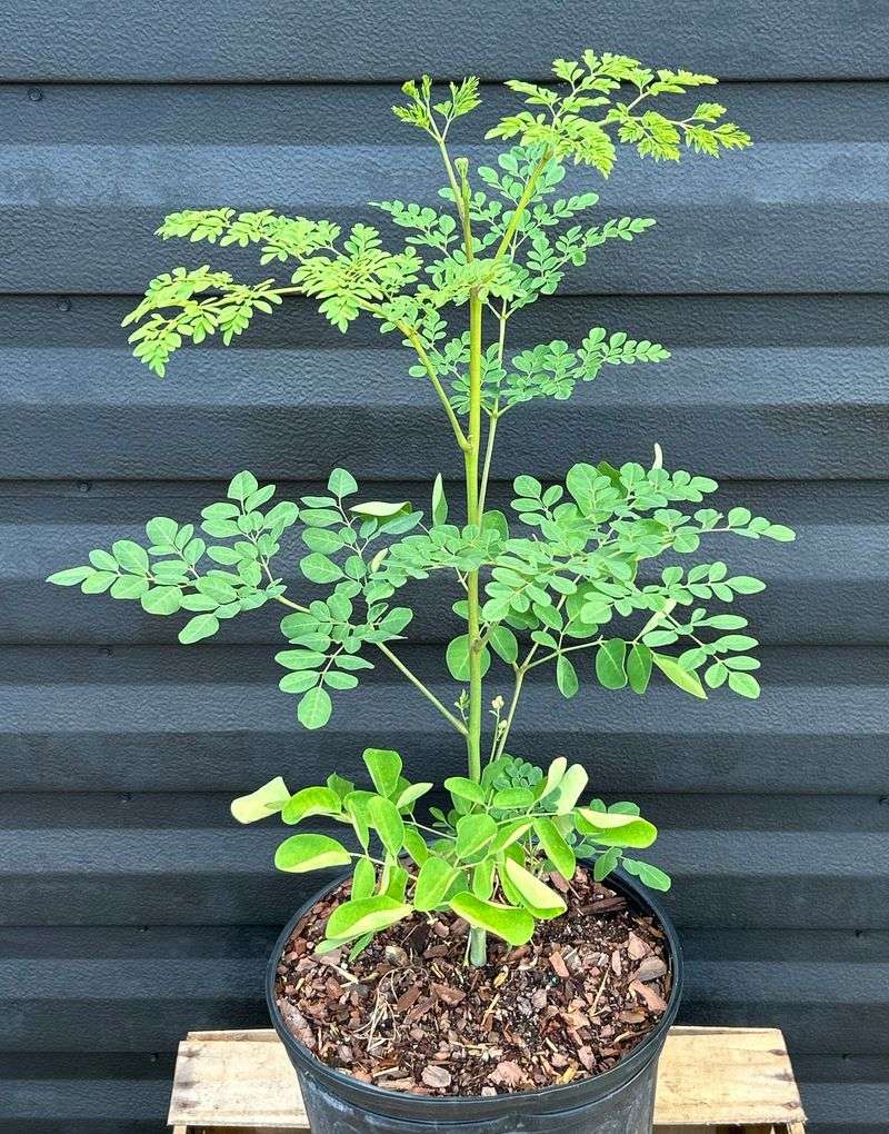 Moringa Moringa
