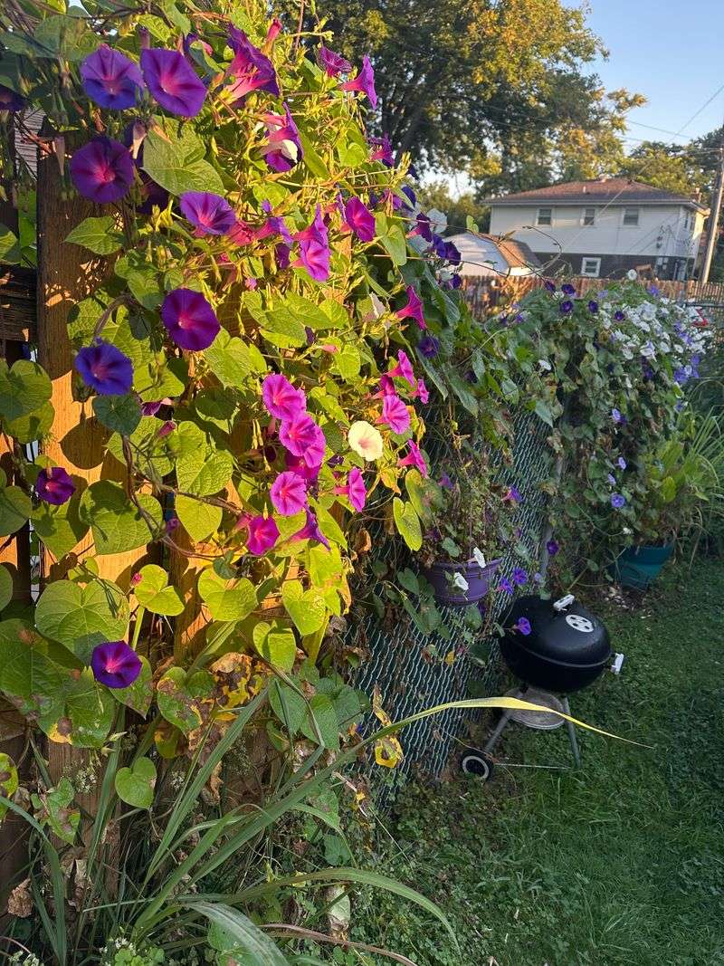 Morning Glory Morning Glory