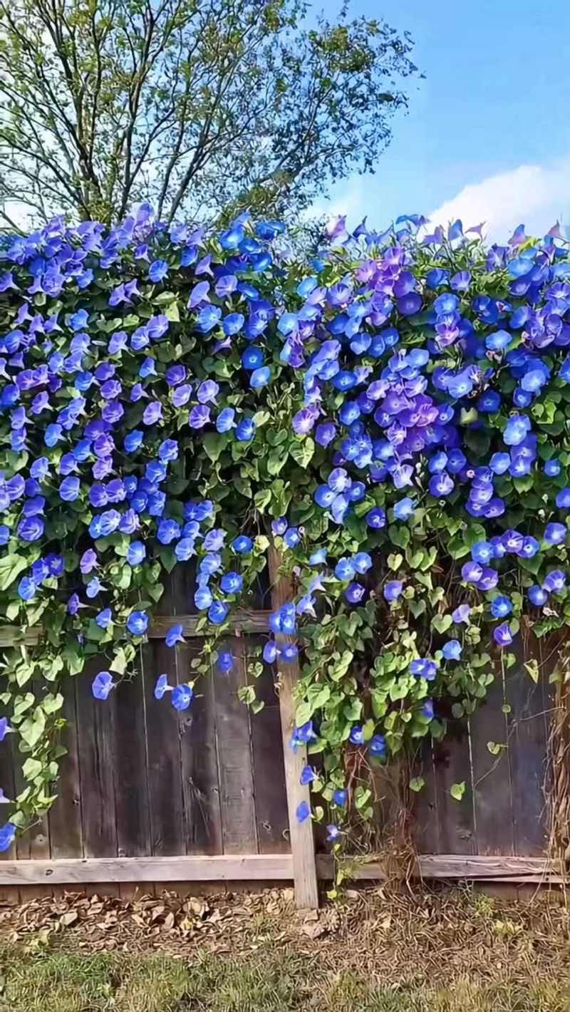 Morning Glory Morning Glory