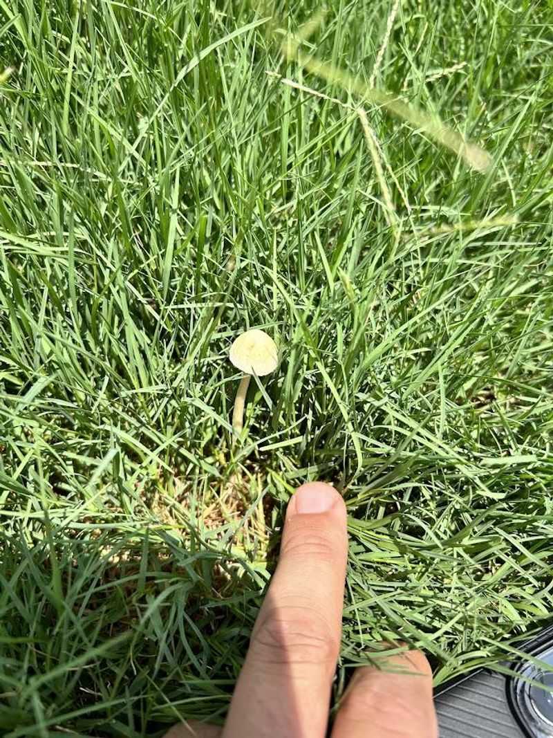 Morning Irrigation May Be Keeping Turf Too Wet
