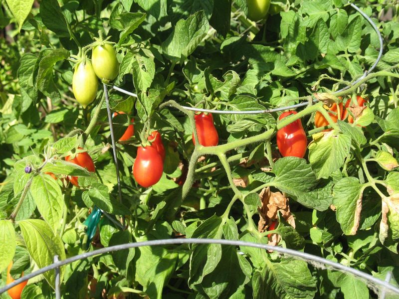 Morning Scouting Walks Along The Tomato Rows Morning Scouting Walks Along The Tomato Rows