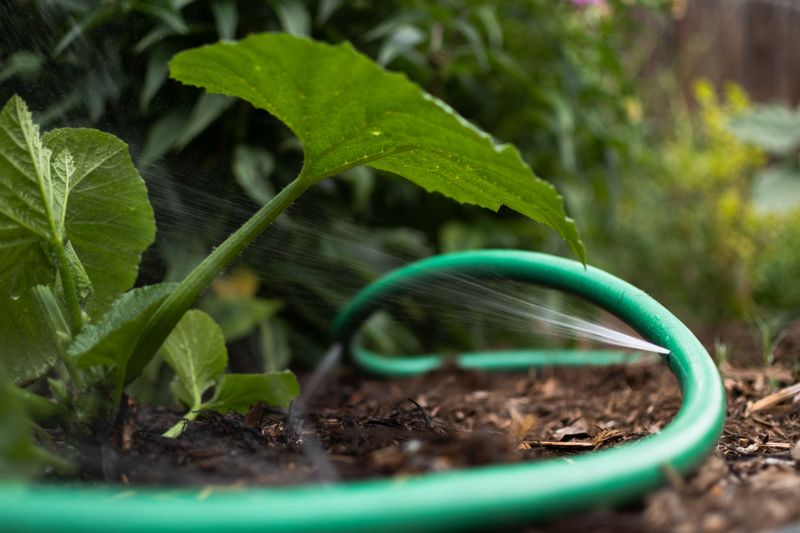 Morning Watering Beats Evening Watering