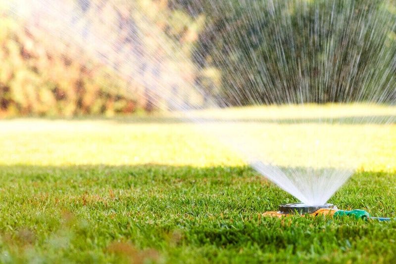 Morning Watering Can Help Keep Grass Blades Drier