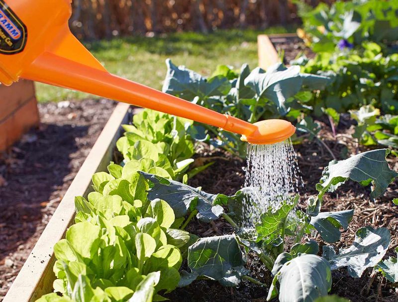 Morning Watering Gives Transplants A Head Start Morning Watering Gives Transplants A Head Start