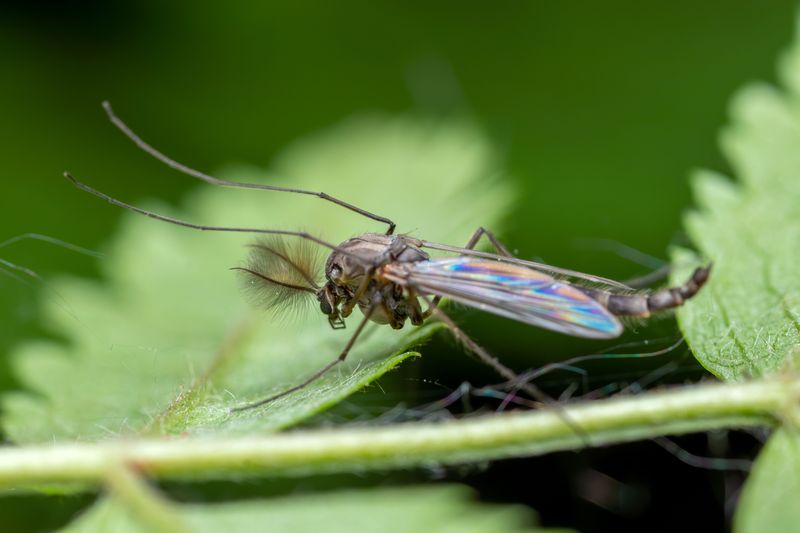 Mosquito And Midge Booms After Heavy Rain Events