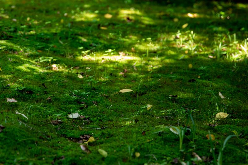 Moss Creeping Into Shady Corners