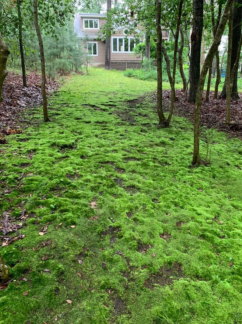 Moss Growth Reveals Shade And Moisture Issues