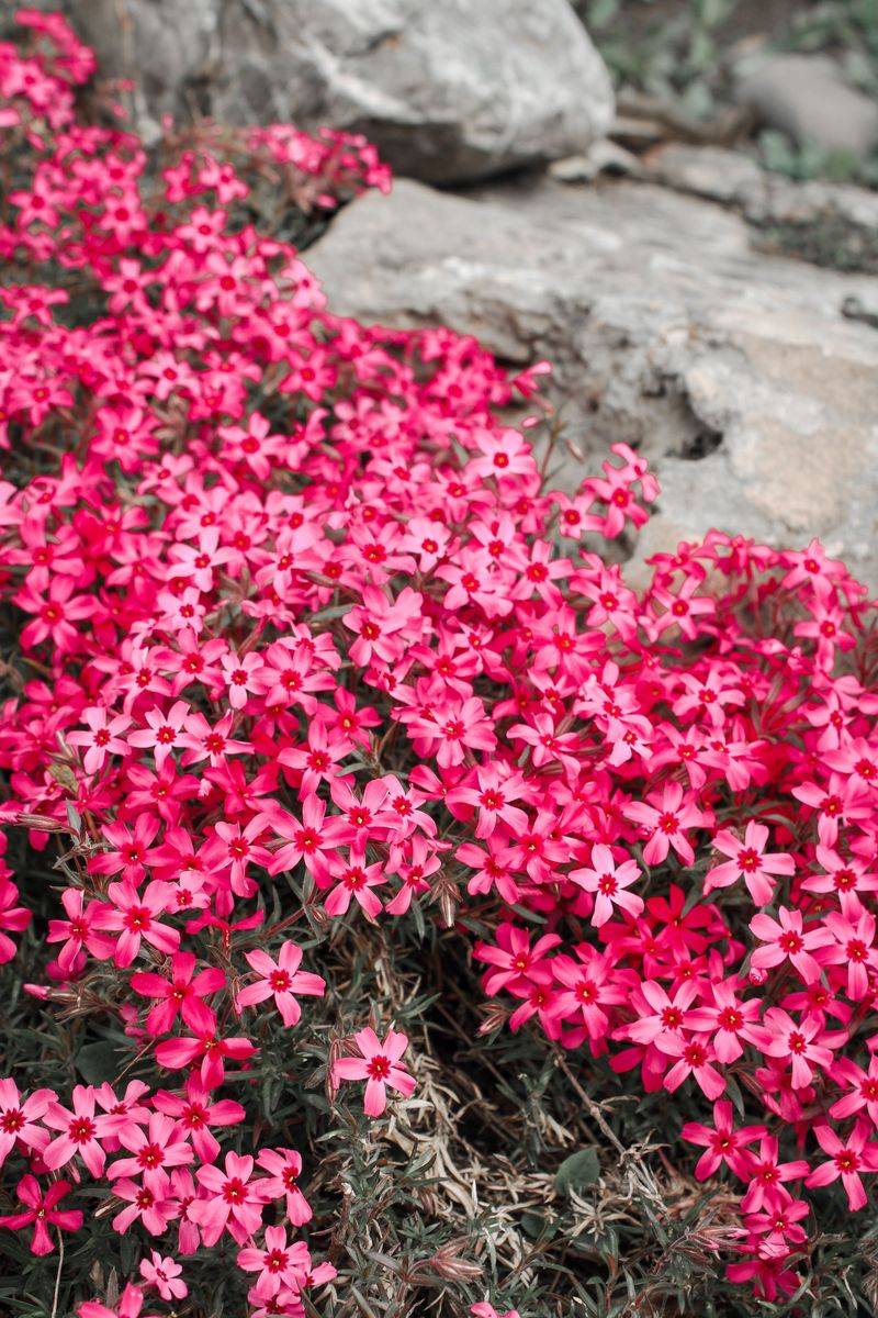 Moss Phlox For Bright Mats On Sunny Slopes Moss Phlox For Bright Mats On Sunny Slopes