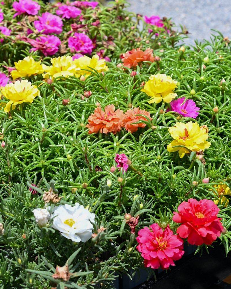 Moss Rose (Portulaca) Moss Rose (Portulaca)